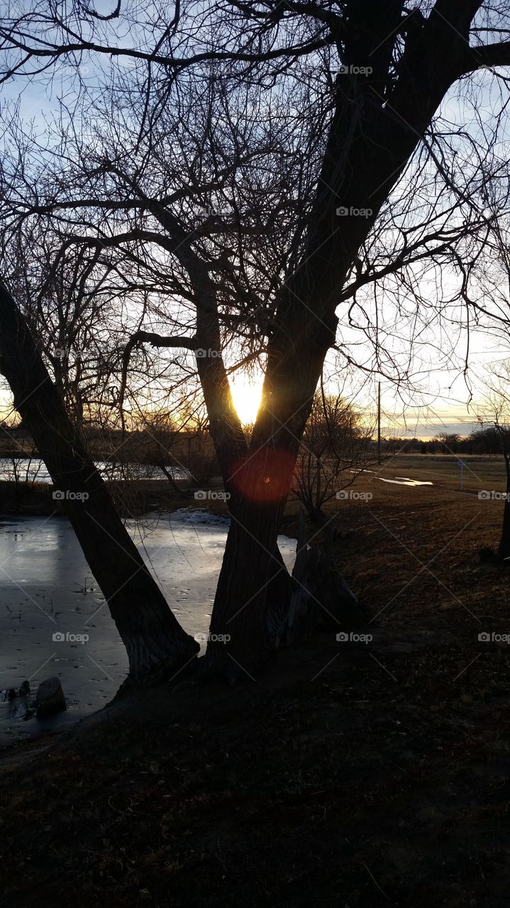 Sunset Through Trees