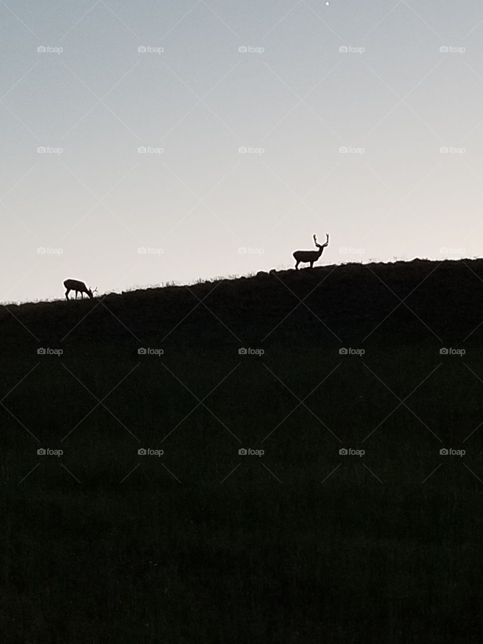 Two Bucks grazing on the hill at sunset!