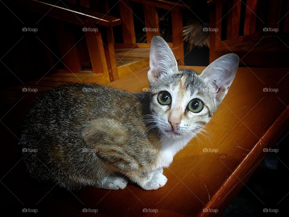 Cat on the table at night.