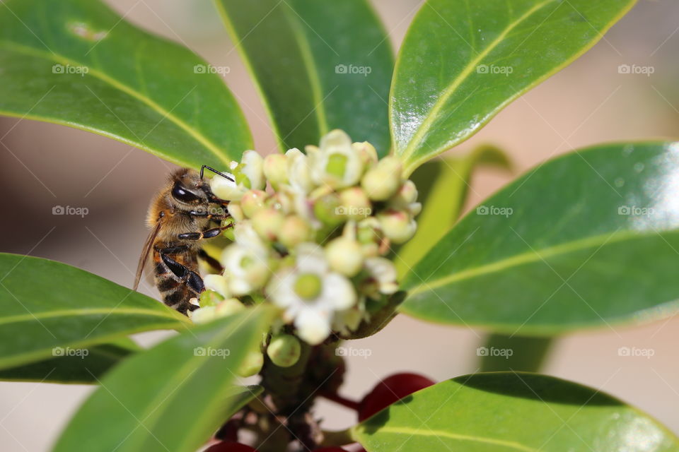 Bee foraging flower