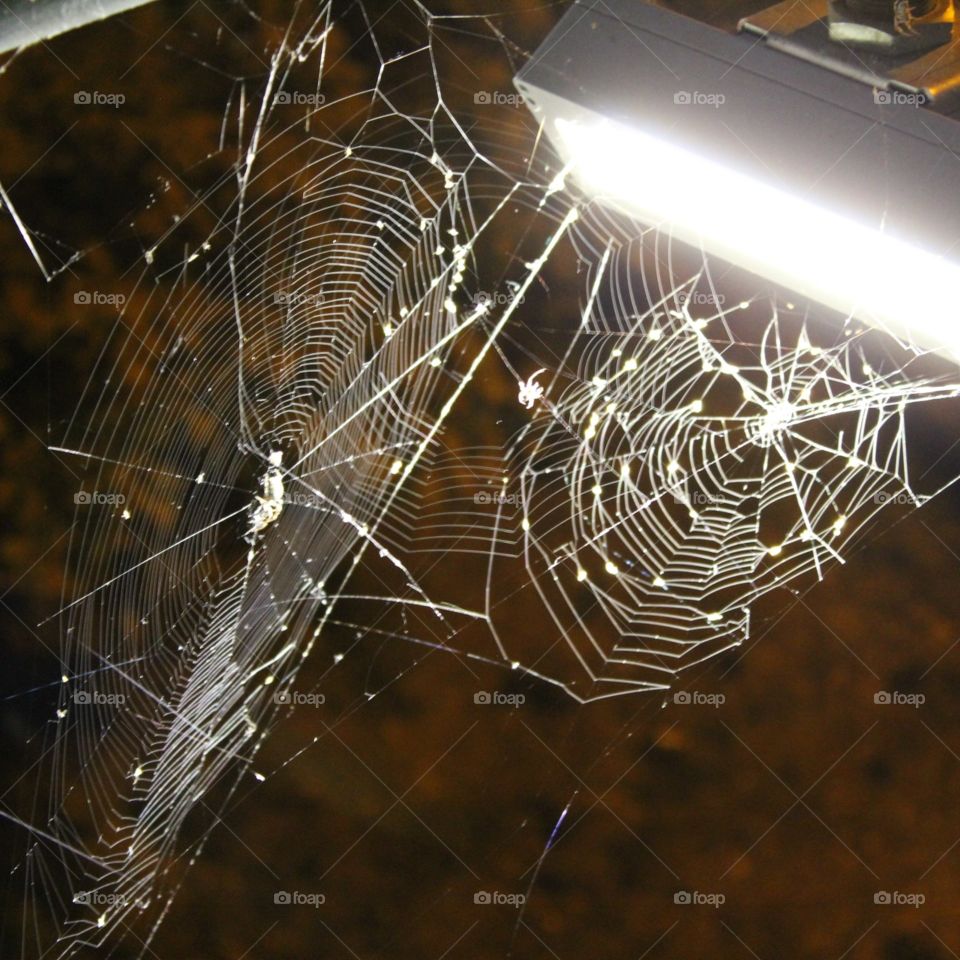 Spooky Spider