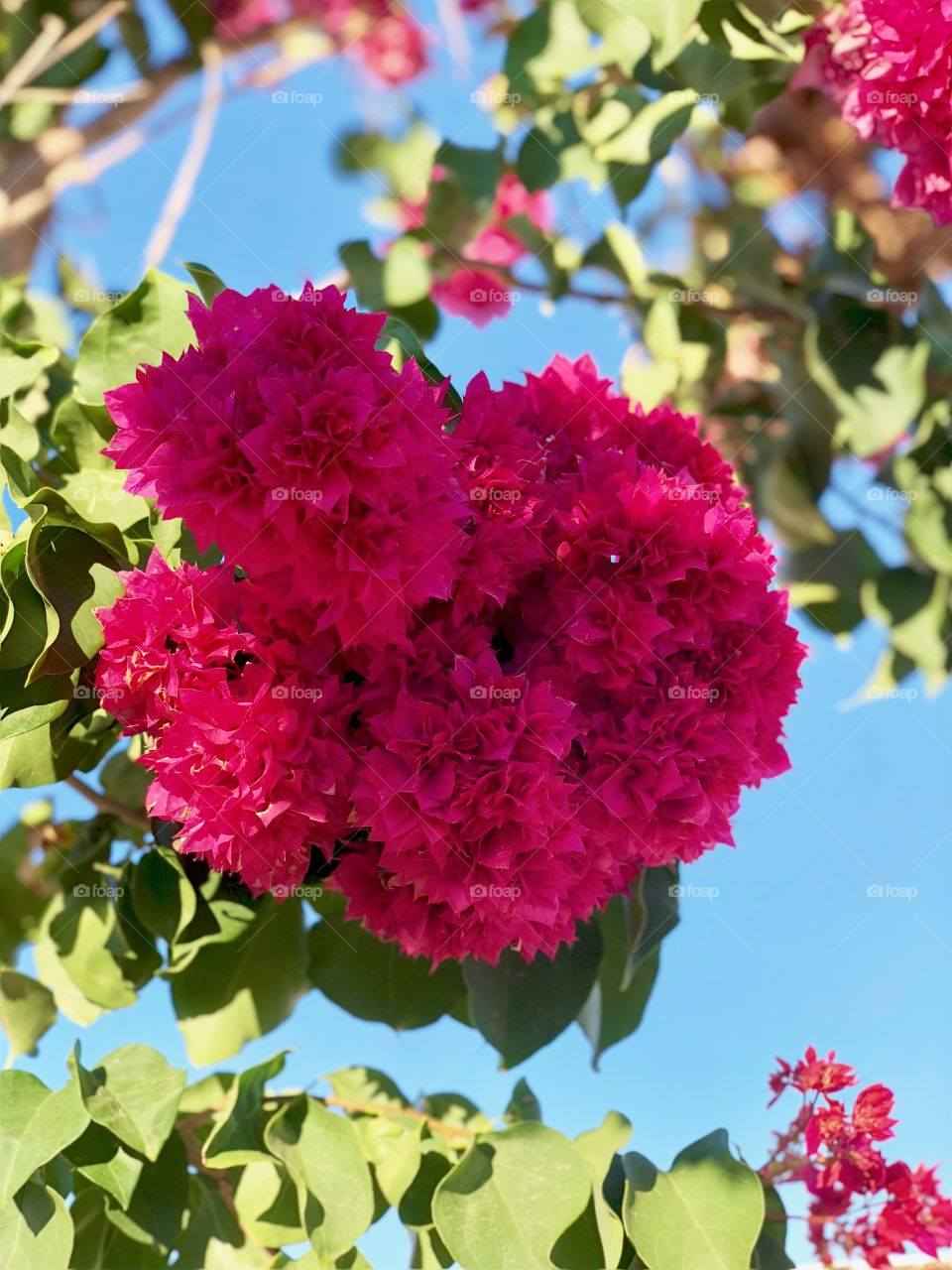 Double bougainvillea 