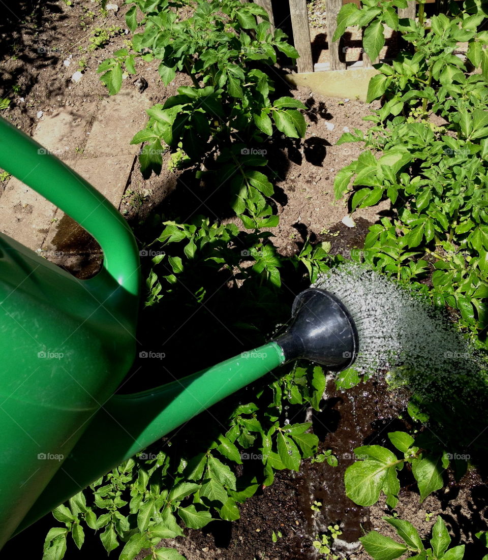 Watering can, gardening.