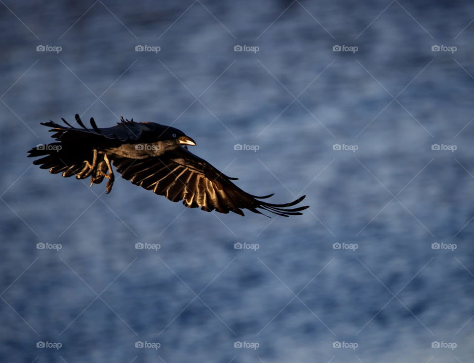 Australian Raven in flight at dusk