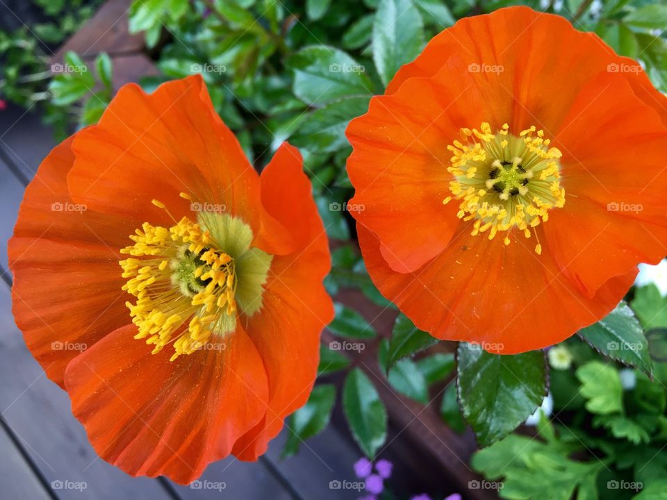 Poppys. Two orange poppys. 