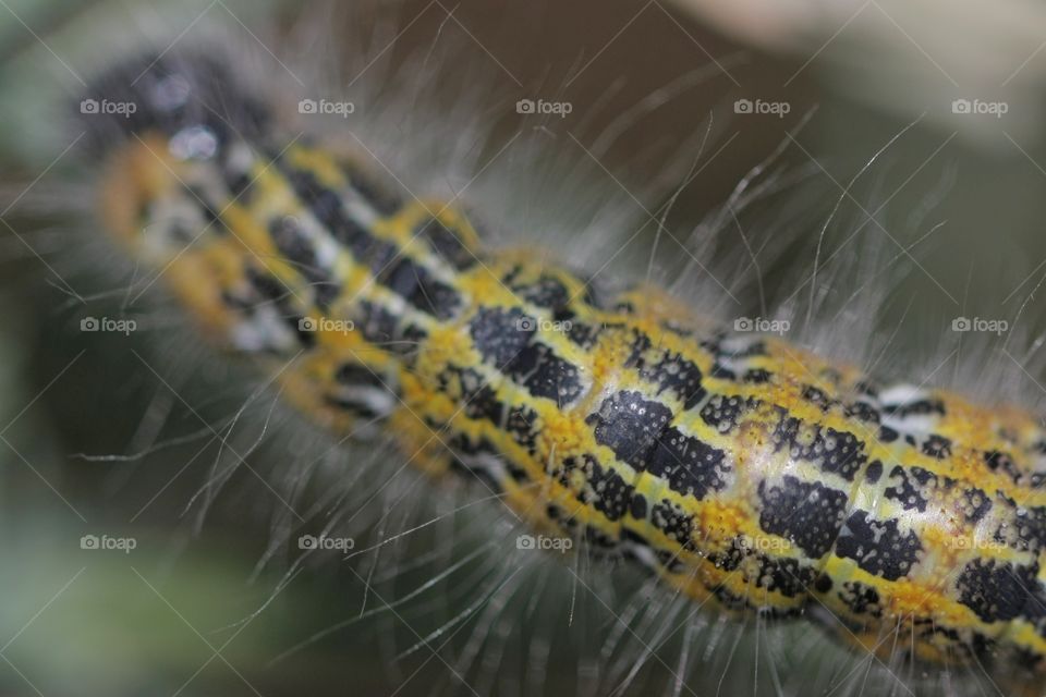 Extreme close-up of caterpillar