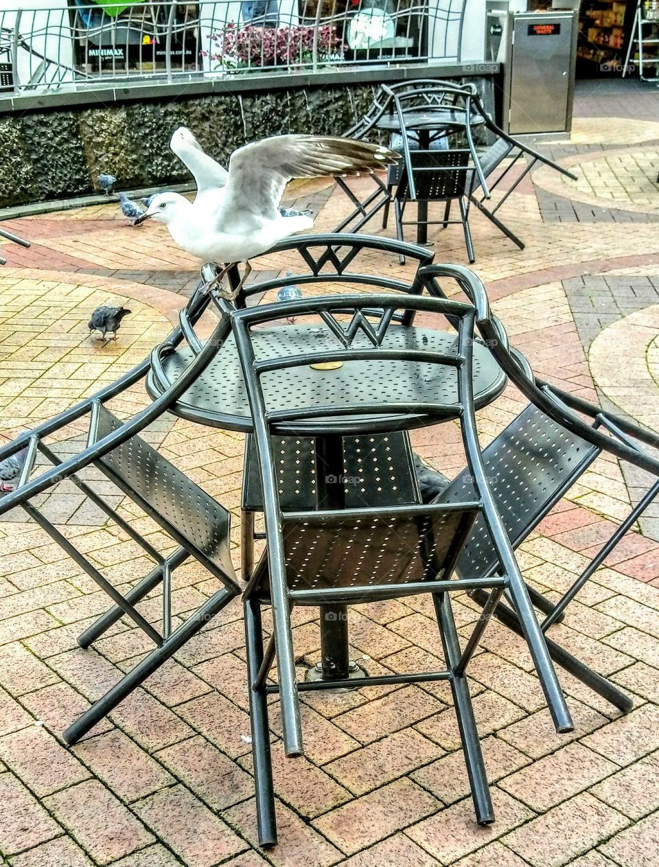 seagull preparing to take off !
