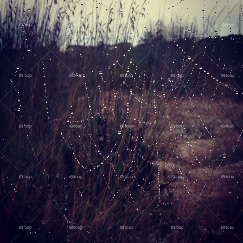 Spiderweb
