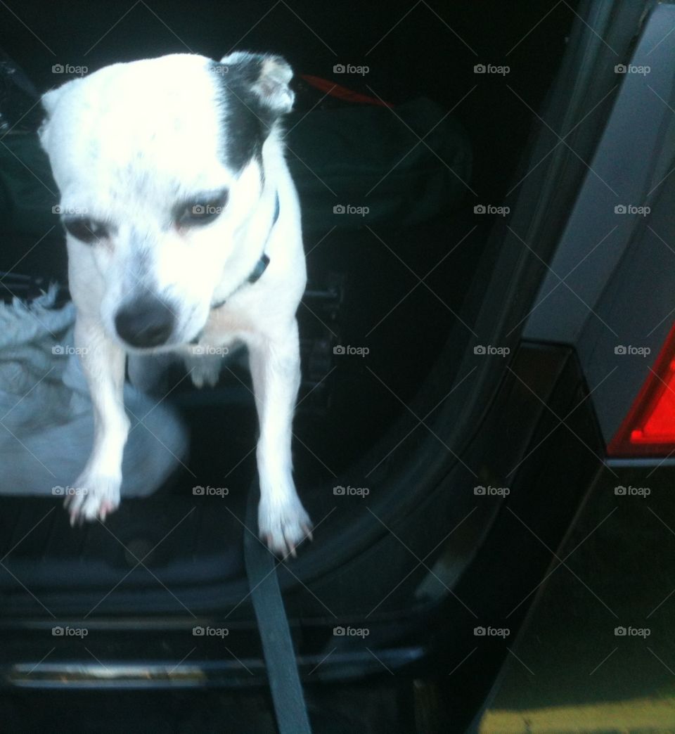 Chihuahua in you trunk 