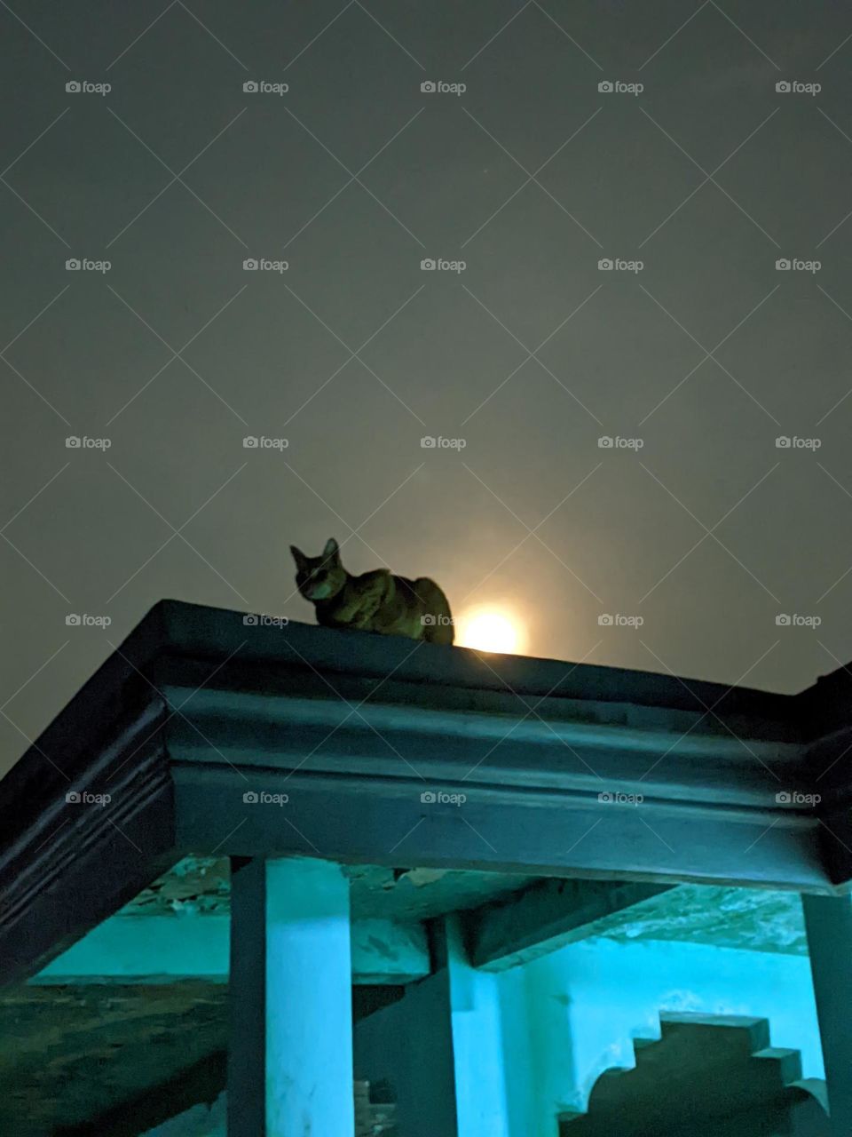 the cat is on the roof of the house at night