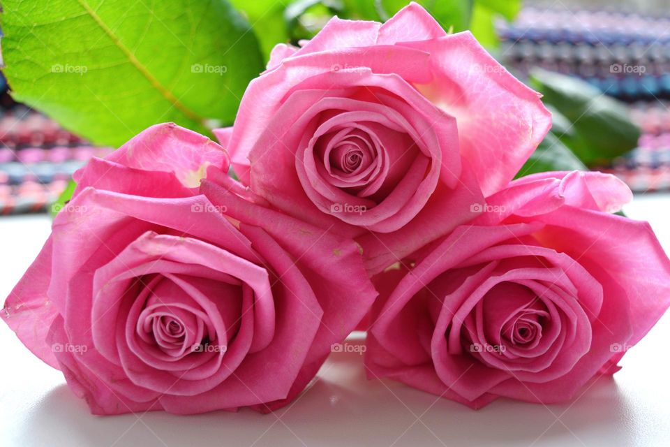 pink color roses flowers