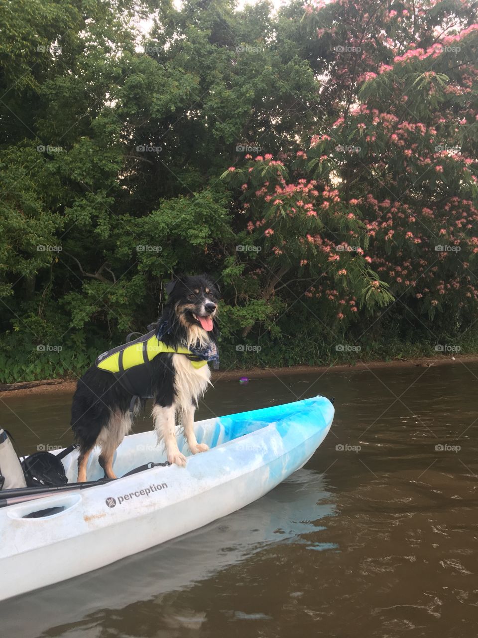 Kayaking with the dog 