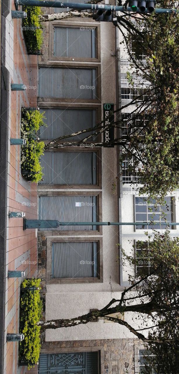 La naturaleza en las calles