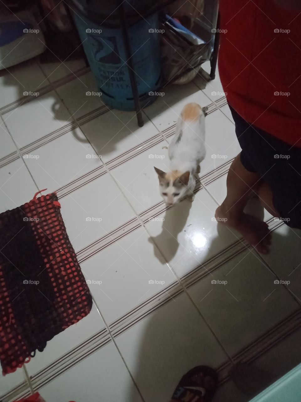 #SHADOW,, OF A CAT,  ,🐱SEEMS ASKING FOR FOOD🥩