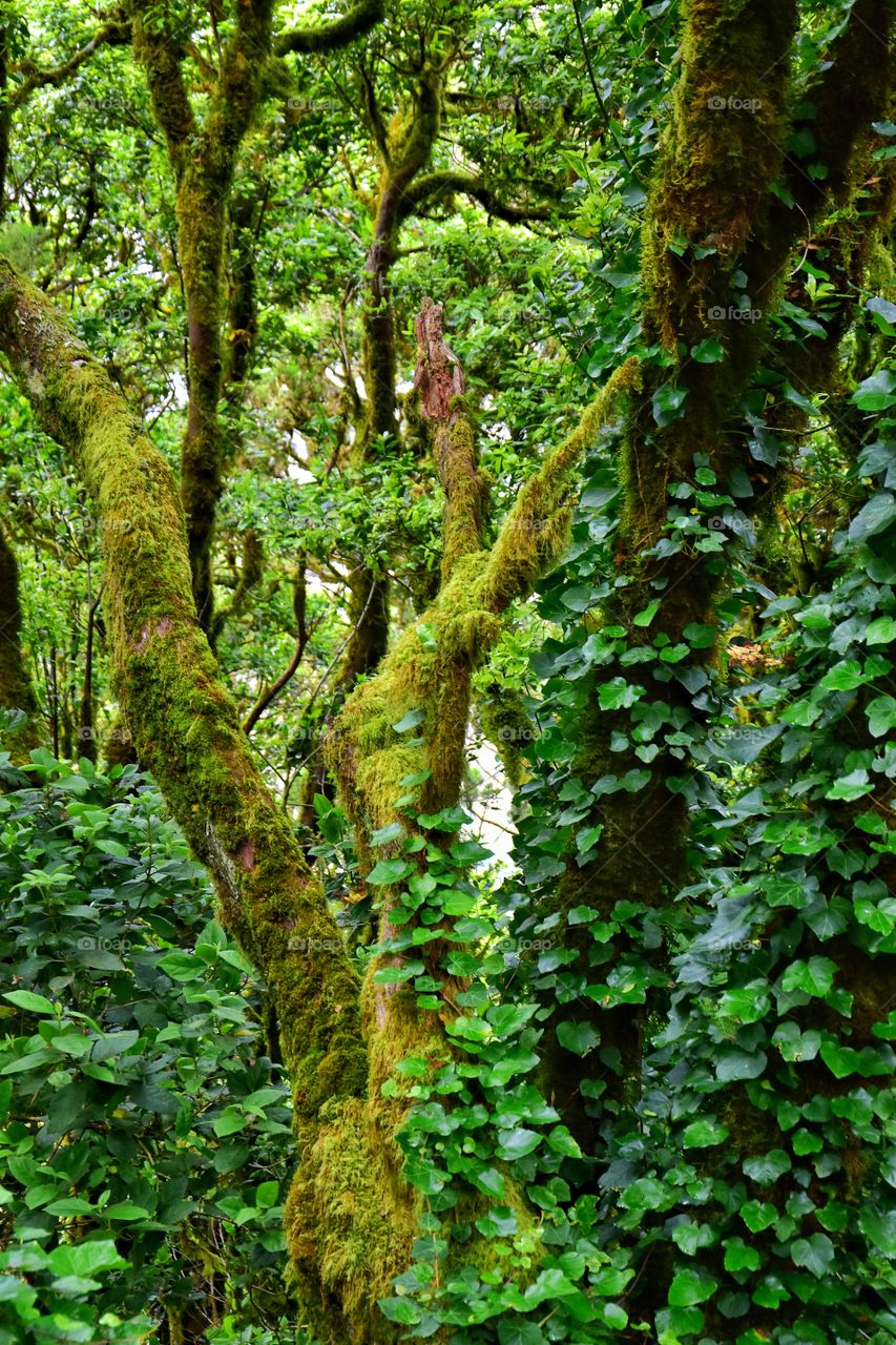 relict forest of garajonay national park on la gomera canary island in Spain