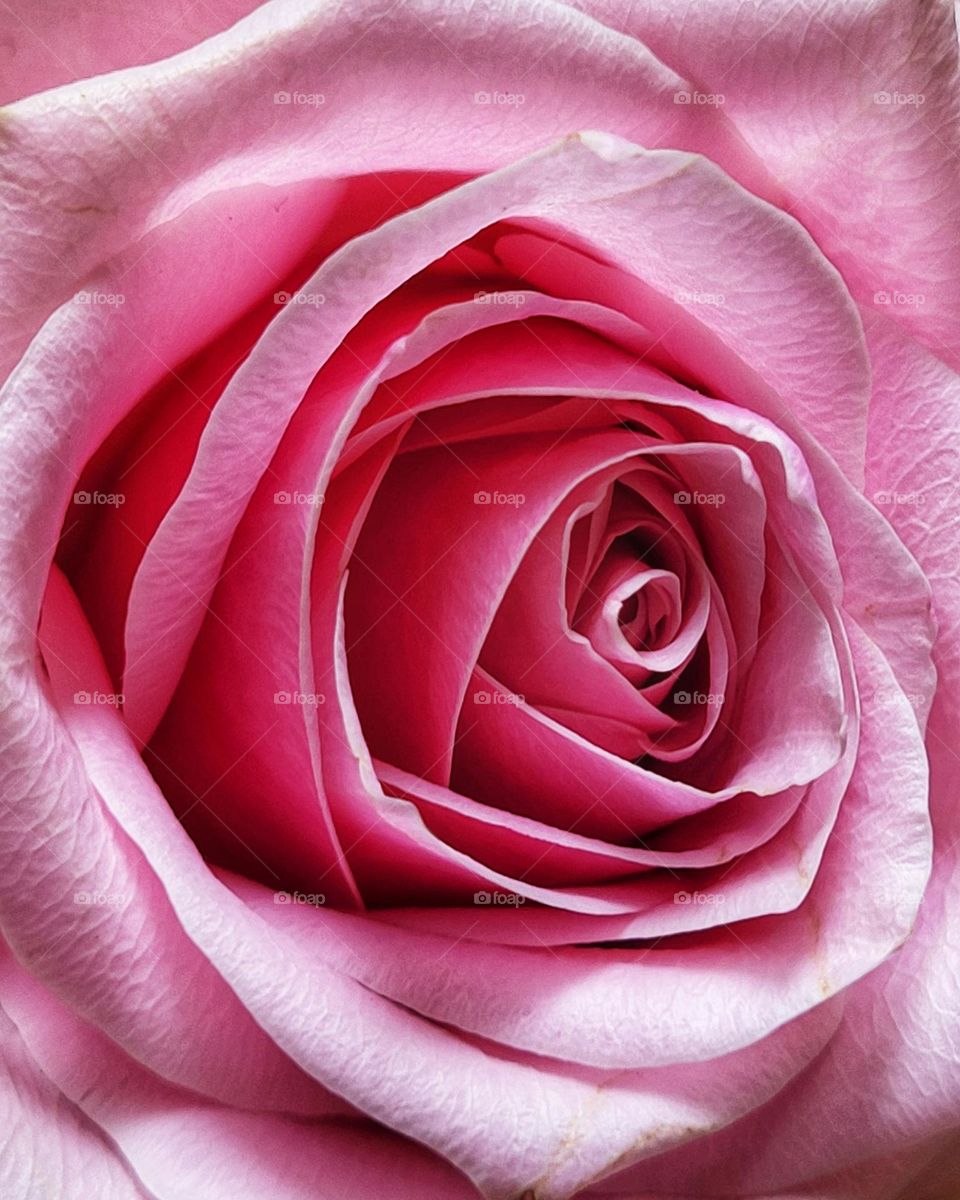 Bring the colors of Barbie in your house with pink roses