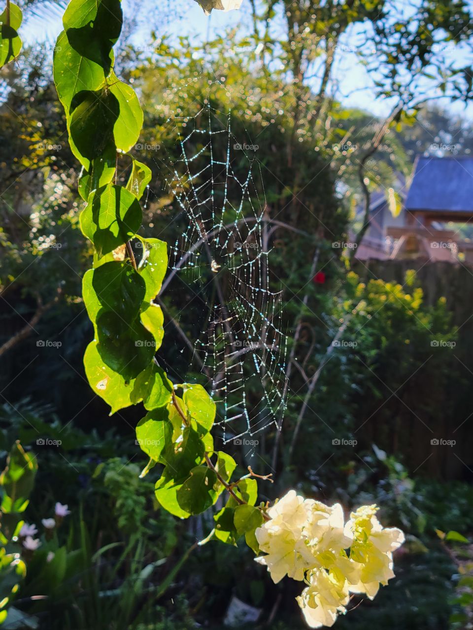 dew covered spider web on flowers