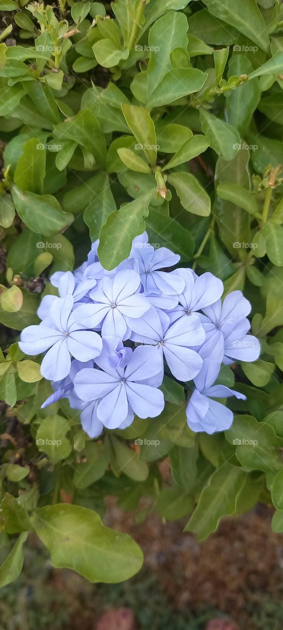 Flores lilas