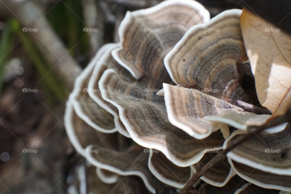 Turkey Tail Mushroom (Trametes versicolor)
