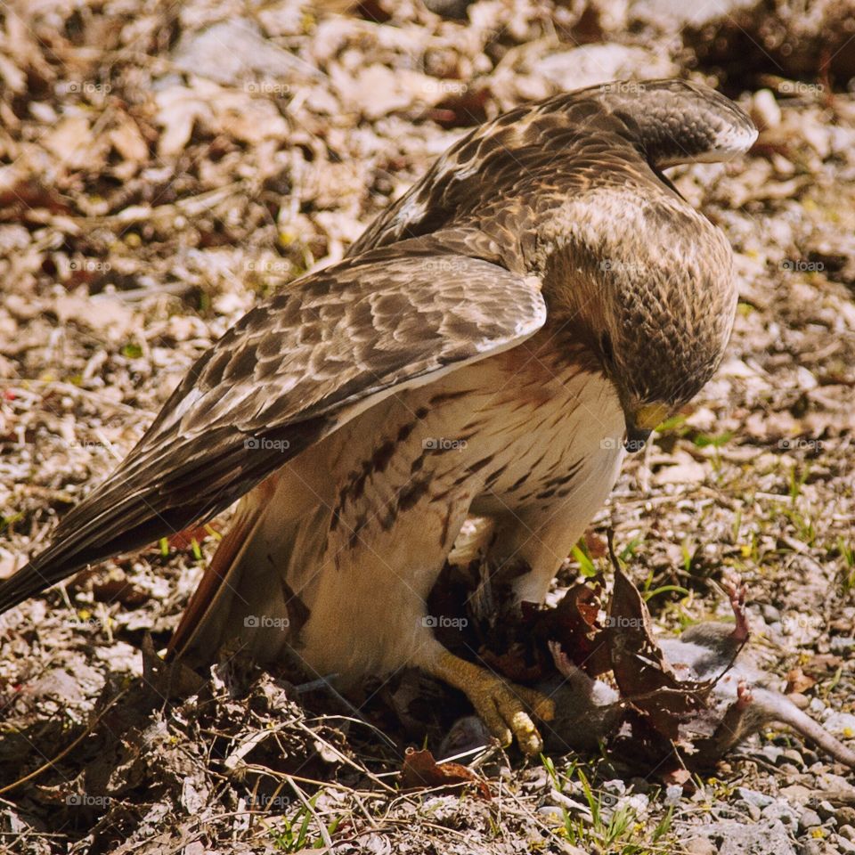 Bird, Nature, Wildlife, Raptor, Animal