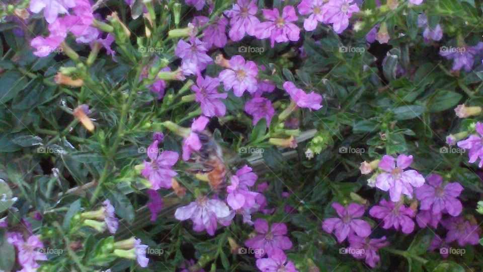 bee on purple flower. flowers in garden