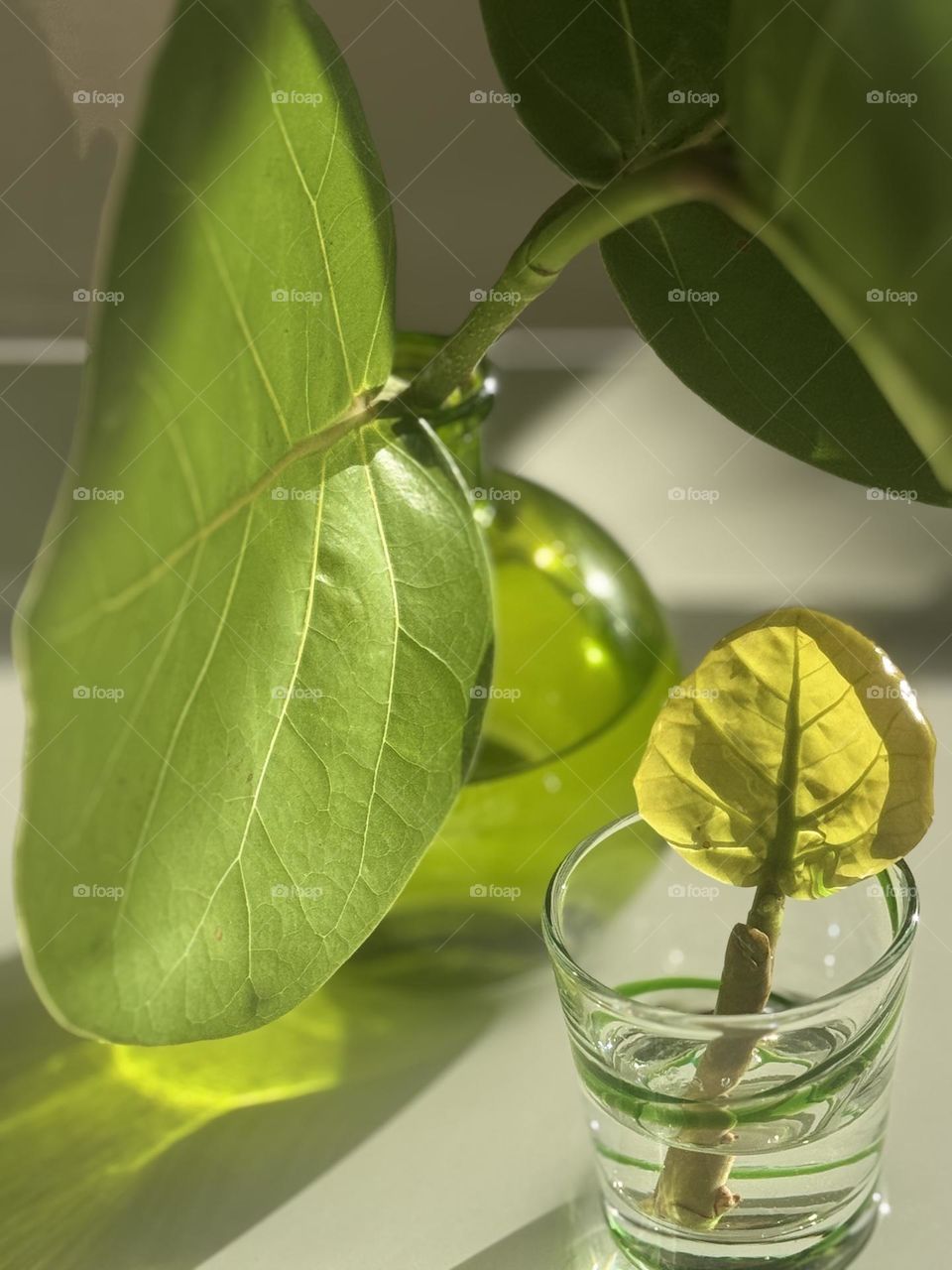 Sea Grape Tree (coccoloba uvifera) mature leaves in a green glass vase and newest leaf tip in a shot glass with green glass swirls