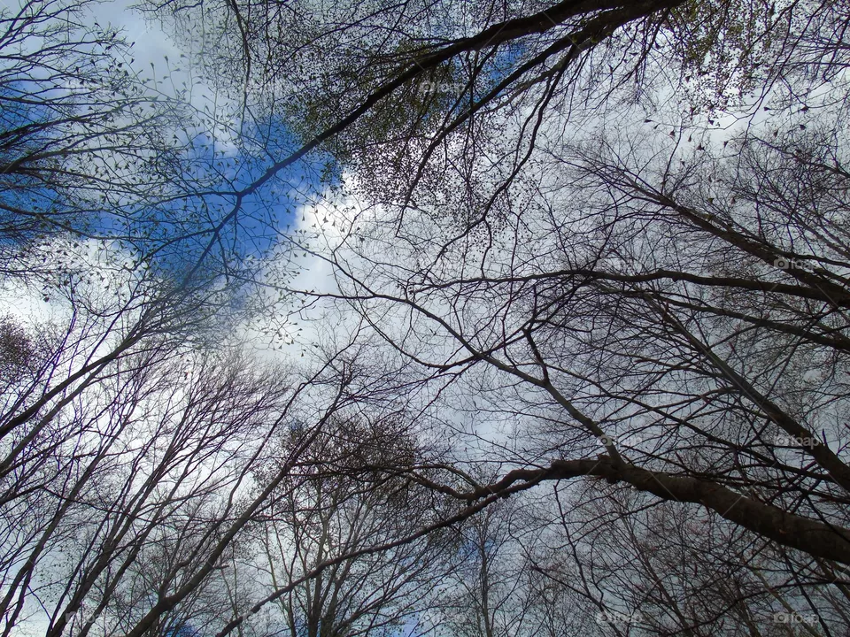 Trees