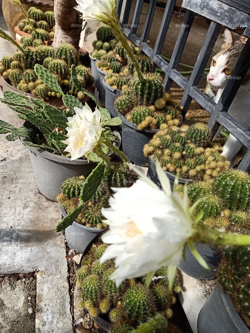 Beautiful Cactus Flower