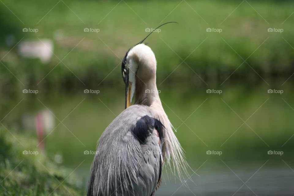 cleaning my feather