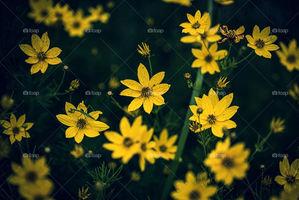 Close up of yellow flowers 