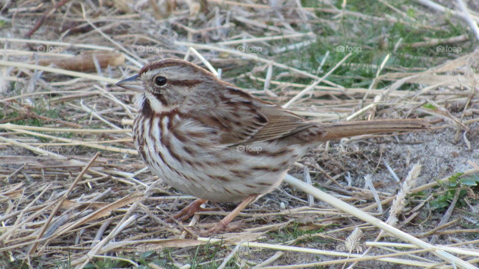 Song Sparrow foraging