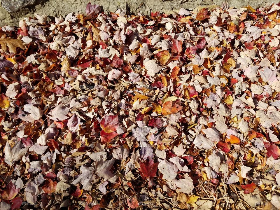 Rows of leaves