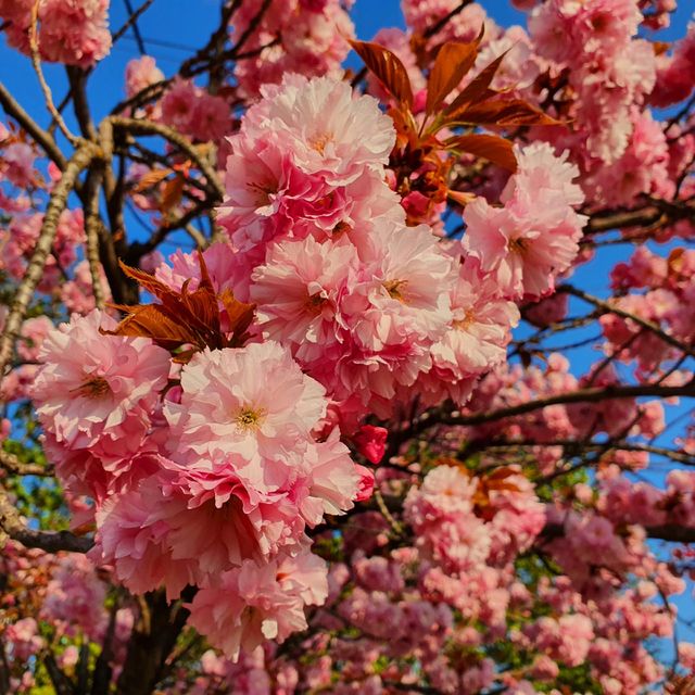 Blooming Sakura