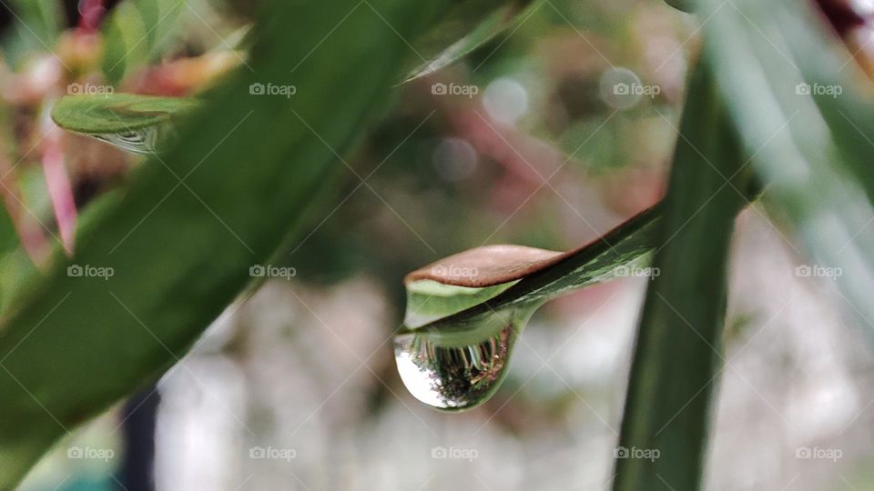 Droplet on leaf