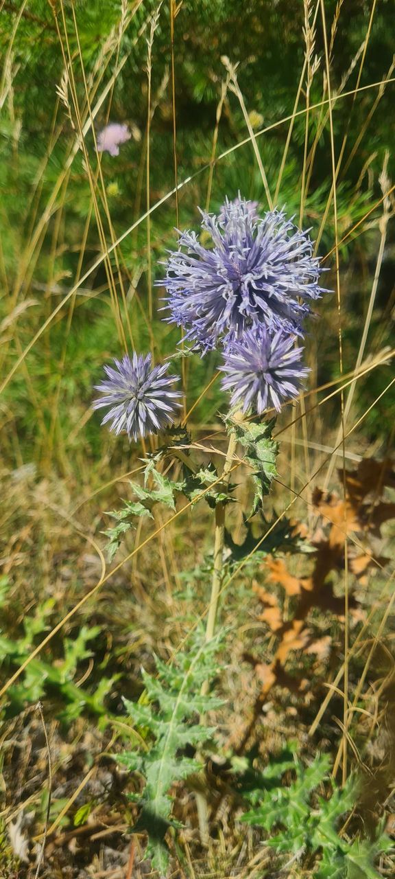 fleurs de montagne