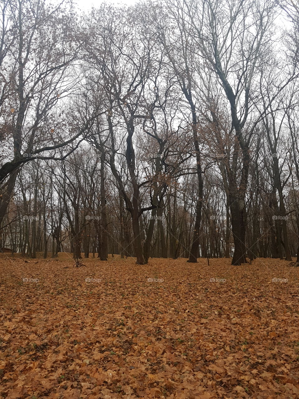 Autumn forest 