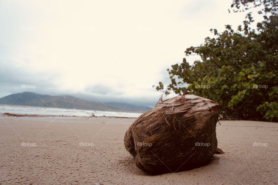 #coconut