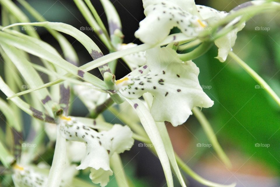 Orchards of Singapore 2