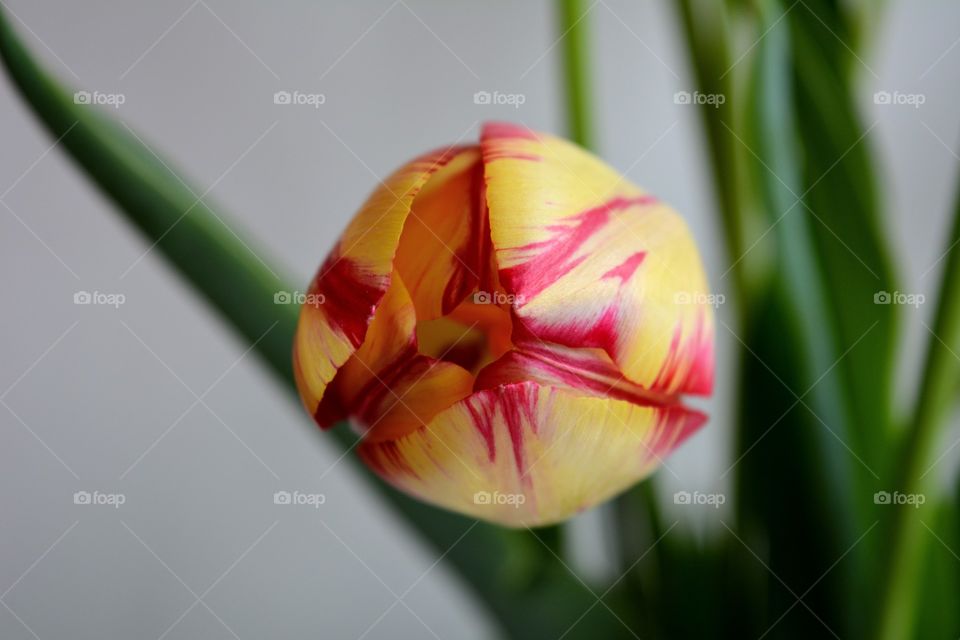 tulip flower white background