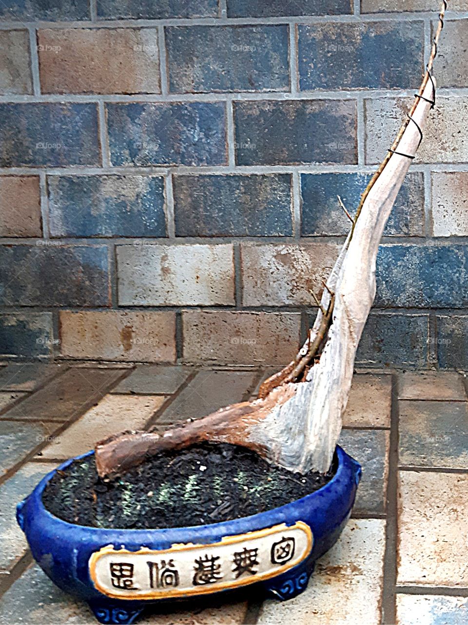 Tanuki Bonsai: metasequoia GLYPTOSTROBOIDES