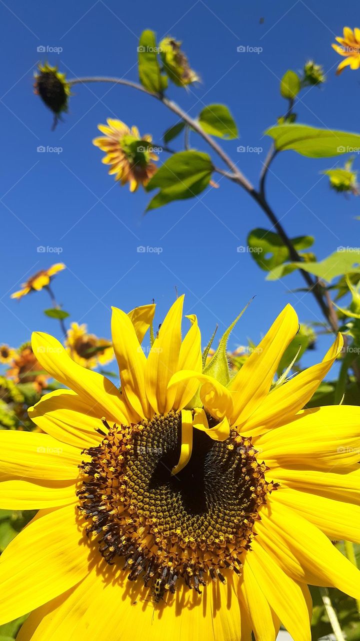 Yellow Sunnies vs Blue Skies