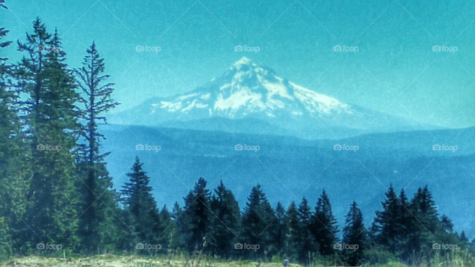 landscape view of Mt. Hood on a sunny day with green trees and forest in the foreground, bright blue sky