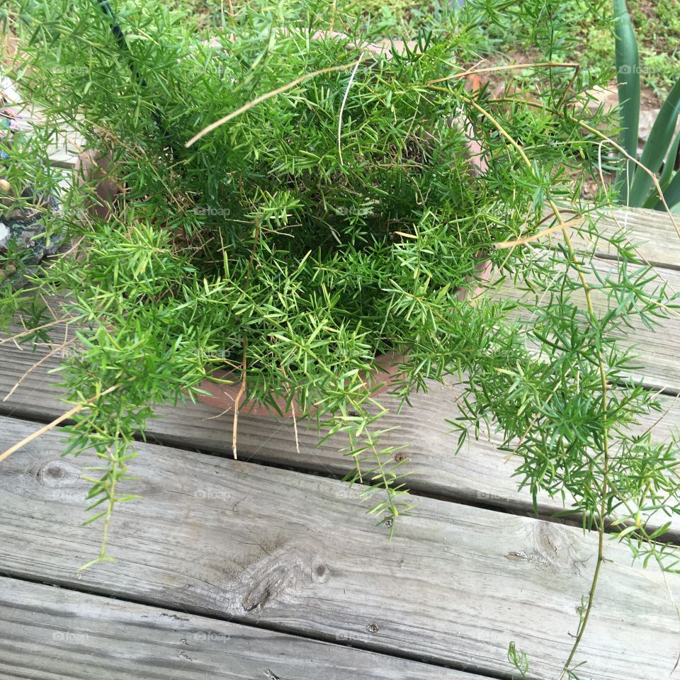 I separated this last year so it’s smaller than my other one. Asparagus fern growing like a weed.