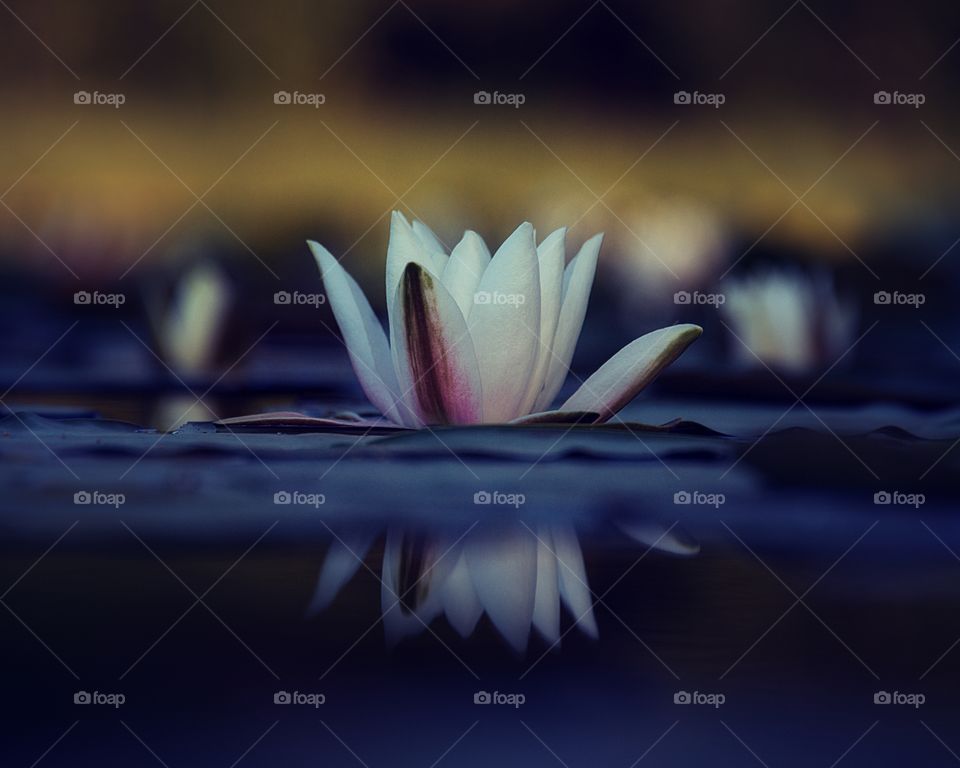 water lily