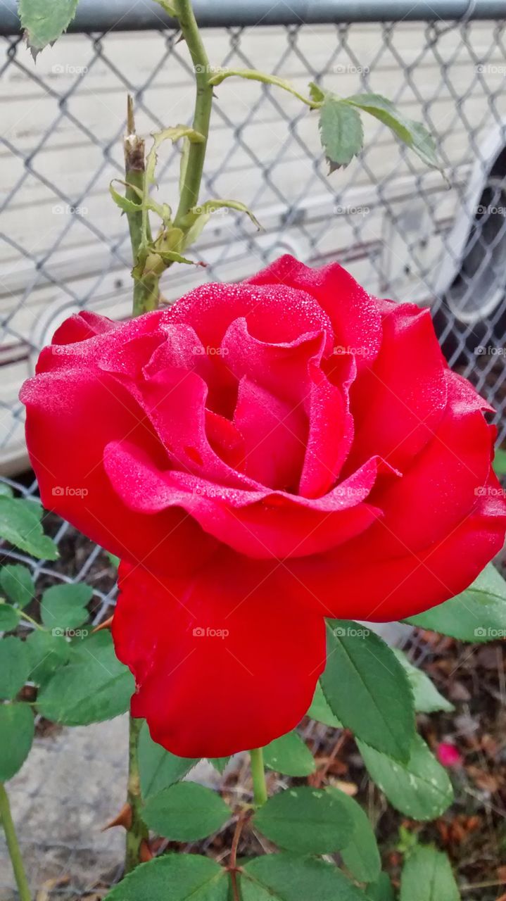 rose. Roses