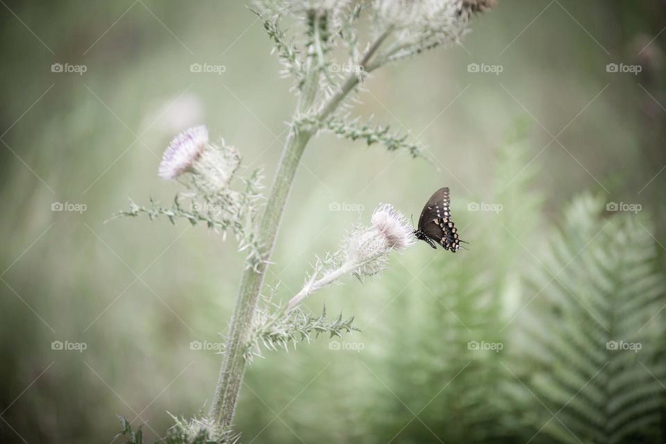 Black Swallowtail Butterfly Pollinating a long Teasel Flower