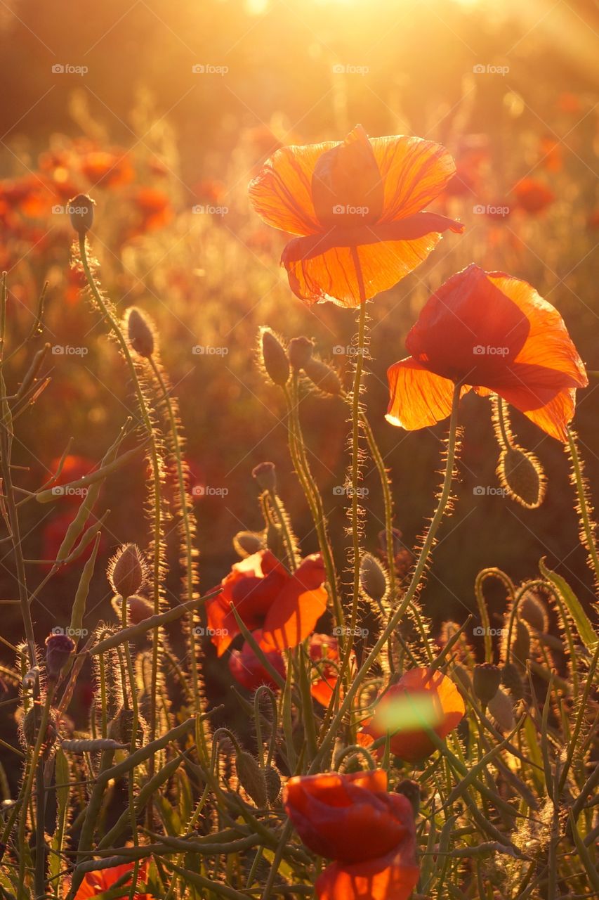 Poppy flowers in sunset light