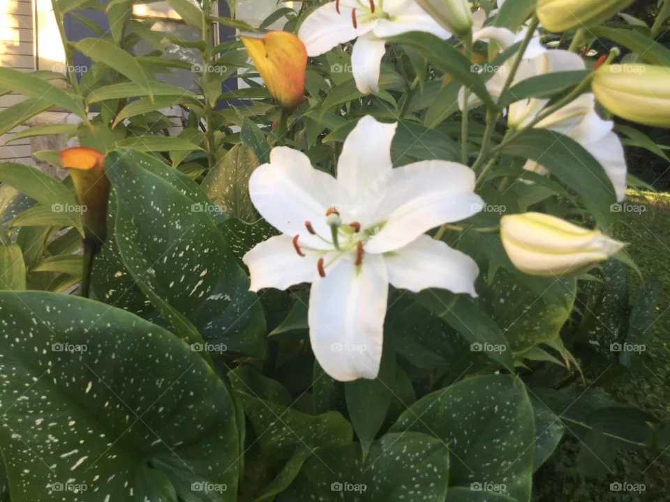 A White Lily in the Garden 