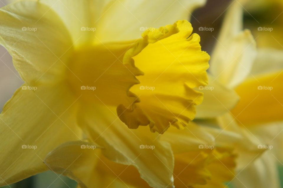 Daffodil