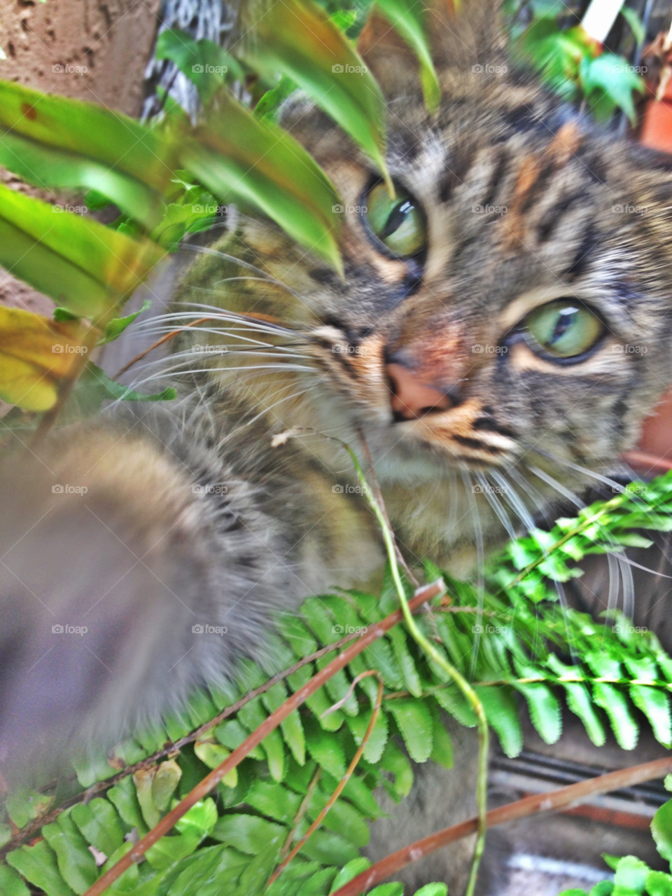 green plant cat eyes by emmanuelgr